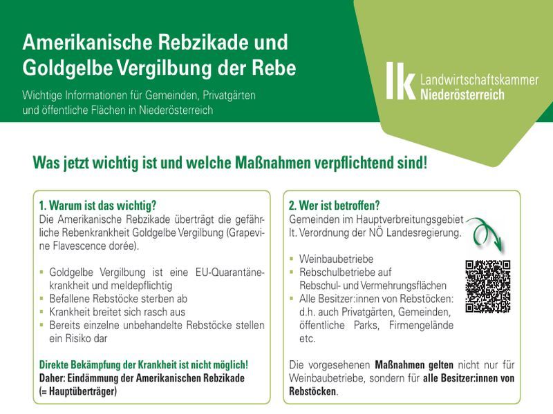 aa_Amerikanische_Rebzikade_Bild_2026-06.jpg